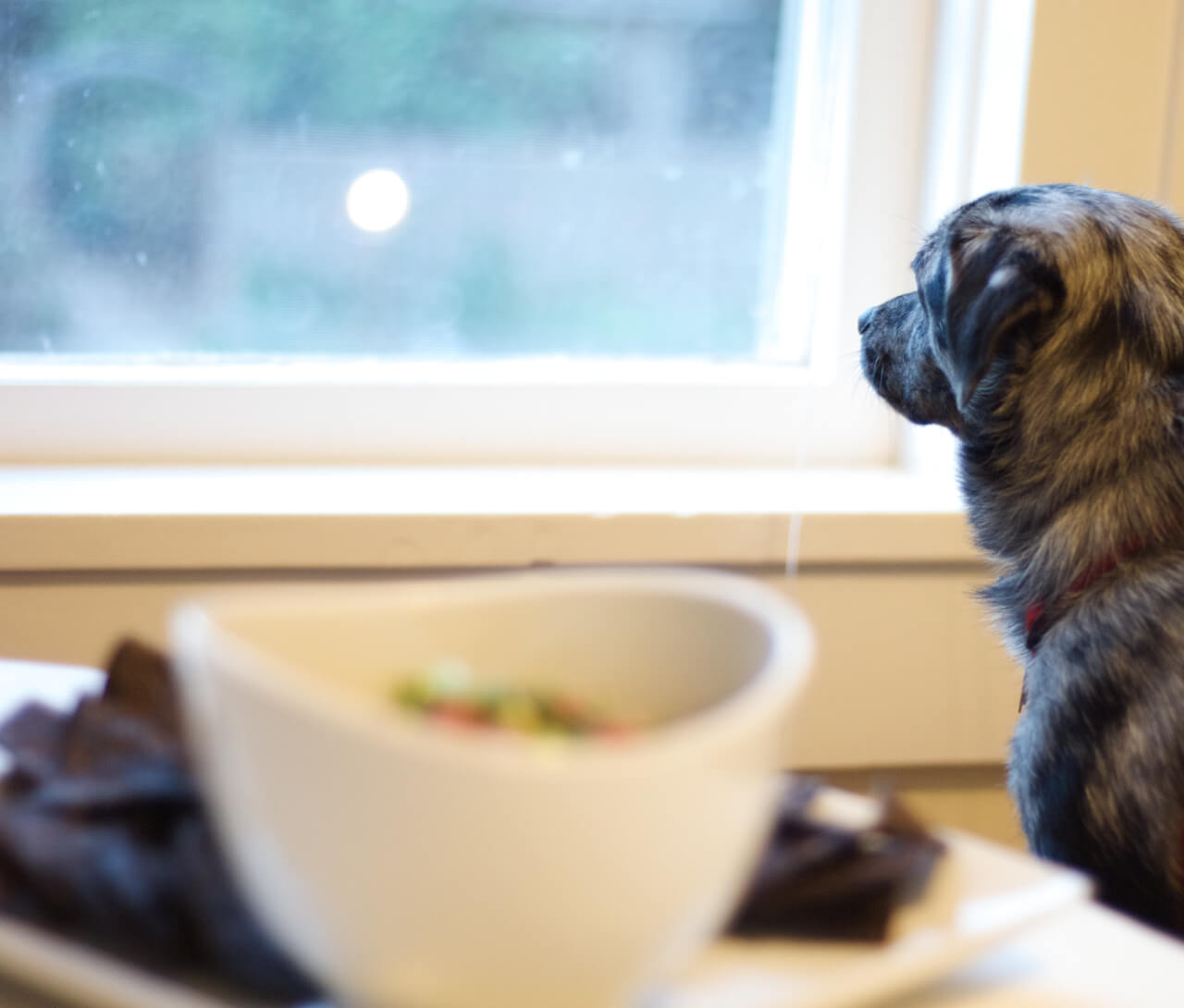 Cookie at the window