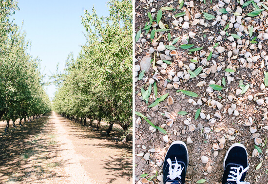 almond orchard